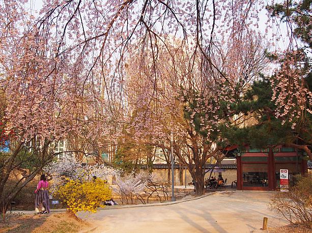 言葉では言い表せない世界・・・徳寿宮の桜を楽しめるのはあともう少しですよ～！
