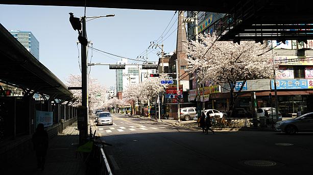 ソウル南西部、トクサン（禿山）駅に来ました。国鉄・地下鉄１号線のクムチョンクチョン（衿川）駅からトクサン（禿山）駅を越え、カサン（加山）デジタル団地まで、線路沿いに走る約３ｋｍの通りは、桜並木になっているんですよ。
