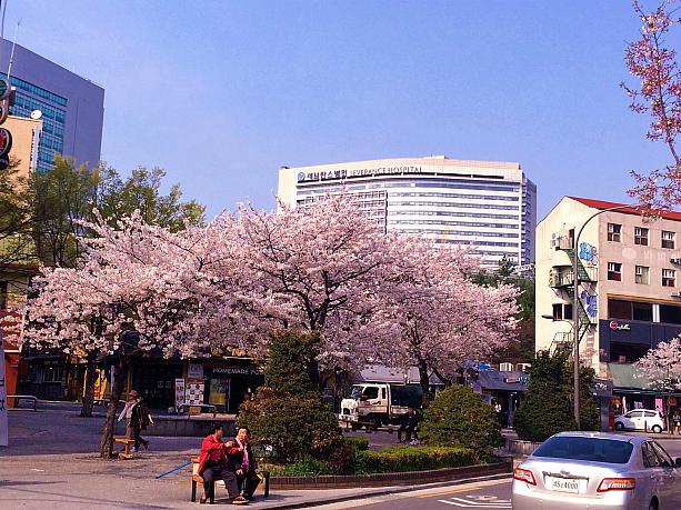 セブランス病院をバックに大きな桜の木発見！