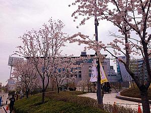 東大門デザインプラザの桜。ちょうど満開の時期でとってもきれいでした～