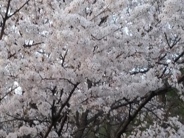上を見ると沢山の桜が！