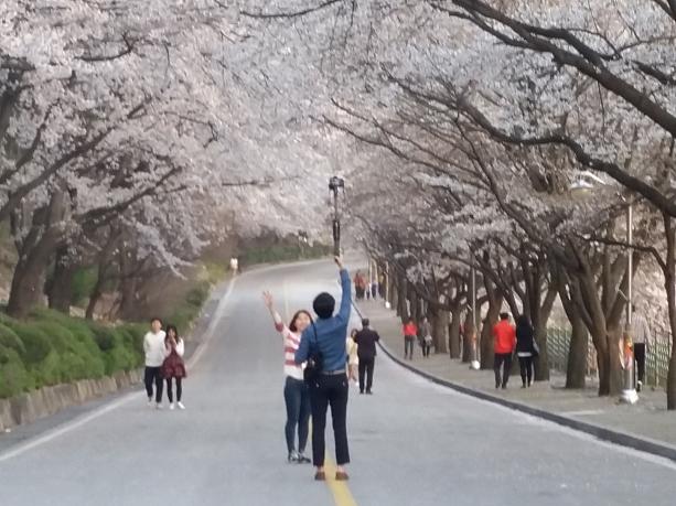 ソウルの桜もいいけれど、地方でもお花見！こちらは忠清北道の忠州（チュンジュ）の桜。
