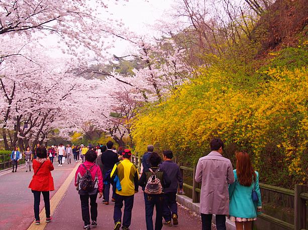 ケナリの黄色と桜のピンクのコントラストが楽しめるのが韓国のお花見らしいですね～
汝矣島やオリニ大公園の桜もそれはそれは素晴らしくて一度は見てほしいけれど、アクセスも良いためかとにかくすごい人！　一方、南山の桜は素晴らしくて人もそれほど激混みってわけじゃなくて見晴らしも良くて気持ちいい！オススメですよ～