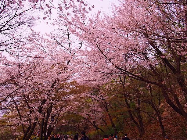 韓国の街中の桜は割と花が少ないことが多いのですが、ここ南山の桜はお花たっぷりで圧巻！