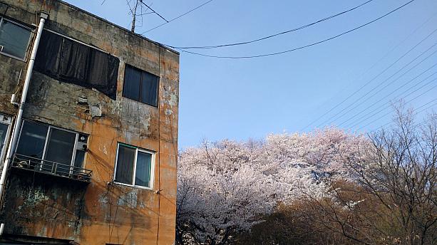 1960年代後半に建てられたという古いアパートの裏山になかなか立派な桜の木があります。