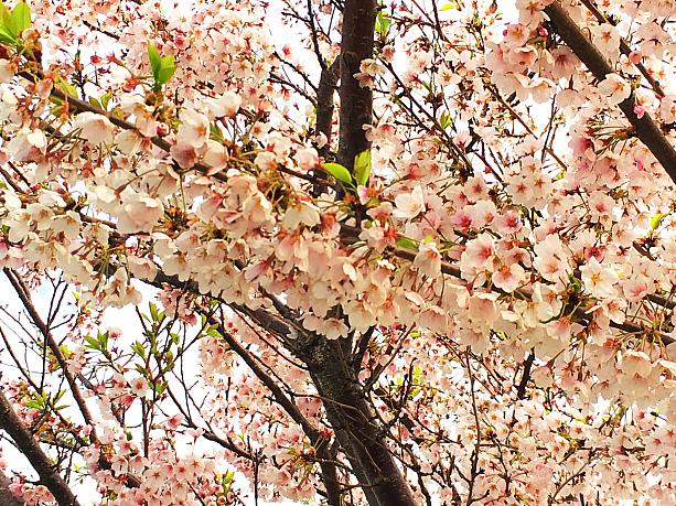 【プチ桜】まだ咲いてる！永宗島の桜並木！ 桜 桜並木 永宗島 海岸道路 仁川の桜ドライブ