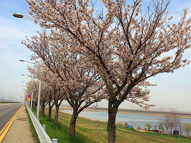 この桜並木、北側の海岸線にあるから永宗島の中でも最も遅く見ごろを迎えるんです。