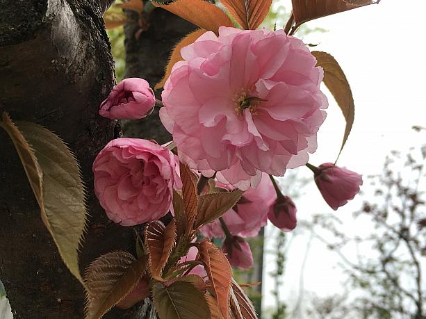 【プチ桜】まだ咲いてる！永宗島の桜並木！ 桜 桜並木 永宗島 海岸道路 仁川の桜ドライブ