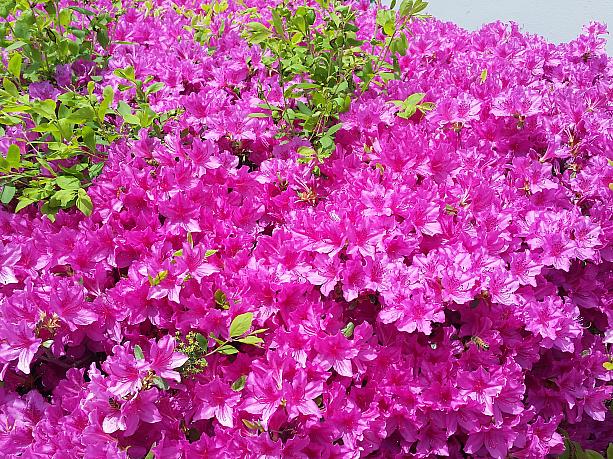 紫も綺麗。子供の頃によく花をとって蜜を飲んで遊んでた時期が懐かしい！