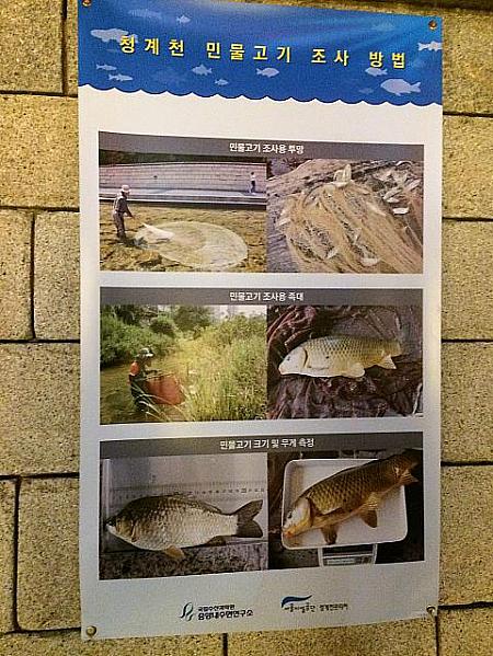 清渓川に住む魚の展示も。