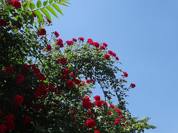 サムチョンドンを歩くと、あちこちに赤いバラが咲いています。