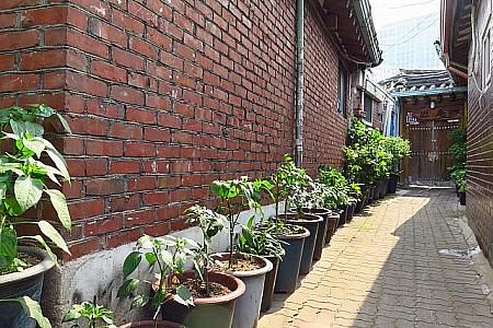 青唐辛子とエゴマの鉢植えが並んだいかにも夏の韓国っぽい路地の先には韓定食店「松庵（ソンアム）」