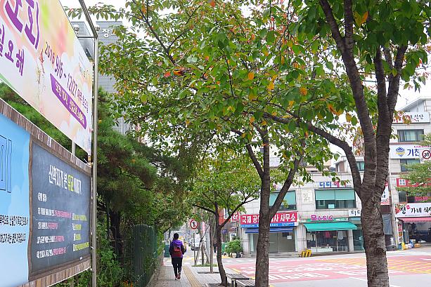 ソウルの紅葉はまだまだこれから。ソウル近郊の山、北漢山ではもう紅葉が始まっているそう。ソウルでも来週末から再来週あたりにはキレイに色付くのではないでしょうか？楽しみですね！