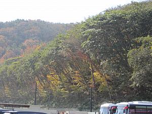 写真で見る釜山の紅葉～2016年編～釜山の紅葉
