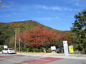 写真で見る釜山の紅葉～2016年編～釜山の紅葉