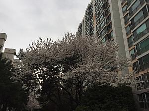 こちらはとても大きく立派な桜の木！