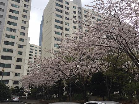 写真で見る釜山の桜～2017年編～ 釜山の桜