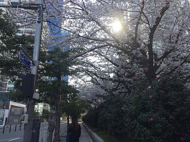 釜山の桜が満開に！今週いっぱいお花見を楽しめそうですよ～