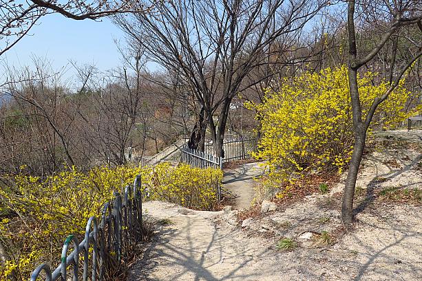 ソウルの小高い山の散策路にもたくさん咲いています！