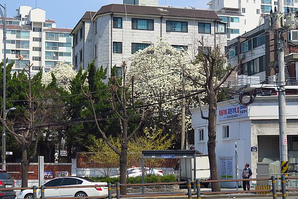 もっとすごいモクレンも発見！だいぶ暖かくなって春の花が次々と咲いているソウル。桜の開花予想日は4月6日だから、今週末にはいよいよキレイな桜も見られるかも！