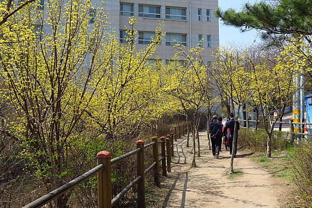 山茱萸は韓国では春にとってもよく咲いています。