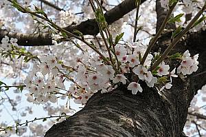 釜山っ子に聞いてみた！「釜山市内の桜の名所はどこ？」 釜山の桜 人気の桜 デートスポット 釜山の春 桜並木桜名所
