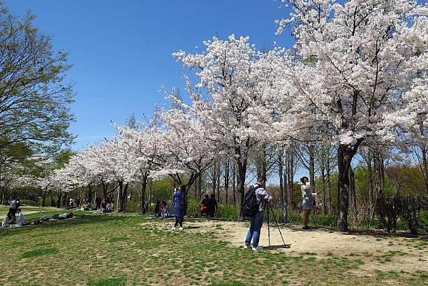丸い広場をぐるりと囲むように咲く桜が圧巻！
