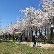 丸い広場をぐるりと囲むように咲く桜が圧巻！