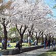 桜の名所の様子は？こちらはソウル中心部よりちょっと東のほうにある大きな公園、ソウルの森。おお、咲いてる、咲いてる！