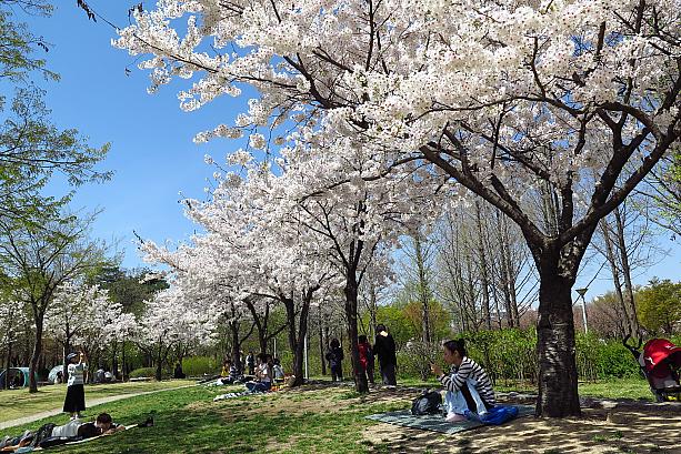 桜の木の下でゴザを敷いて休んだり、写真を撮ったり。平日で人もそれほど多くなく、のんびりとした雰囲気～