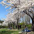 桜の木の下でゴザを敷いて休んだり、写真を撮ったり。平日で人もそれほど多くなく、のんびりとした雰囲気～