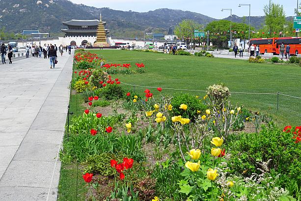 大王像裏の広場にも芝生が敷かれ、春らしい花が植えられています！