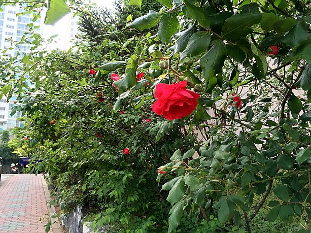 ソウル大公園やエバーランドでは5月にバラ祭りも開かれます。でも住宅街などで道を歩くだけでも、あちこちに咲いていますよ！
