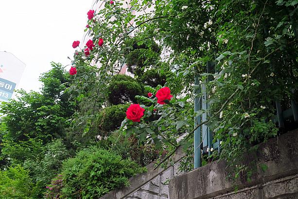 韓国で5月というと薔薇の季節！ソウルでもあちこちで真っ赤なバラが咲き始めました！
