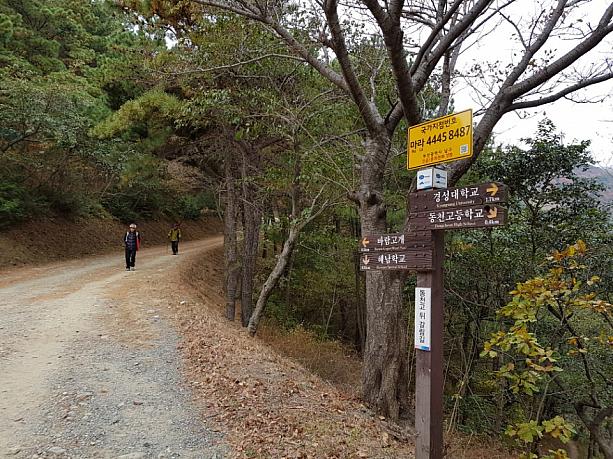 釜山は今、紅葉を見ながらお散歩が楽しめますよ～！