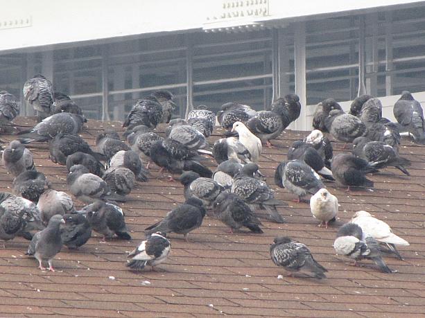 寒さをしのいで、鳩たちが寄り集まって暖を取っています。やっぱり鳩もさむ～い。今年のソウルは、ホントに寒いっ。