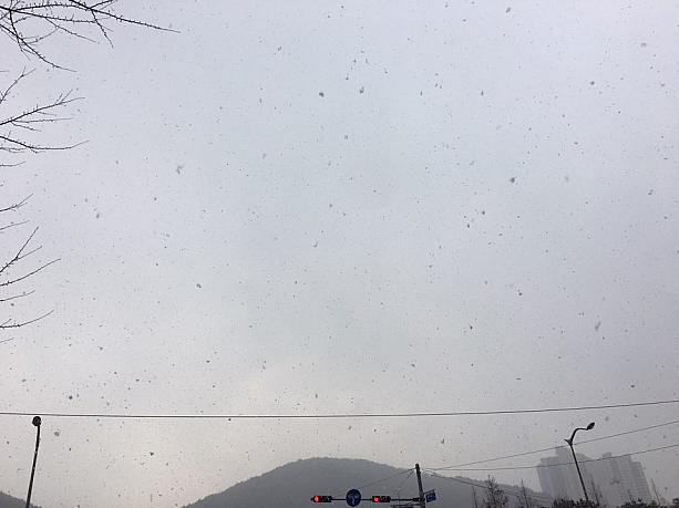 朝から雪が降り始めた釜山！！