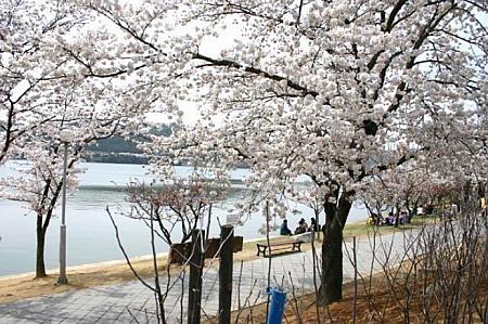 慶州の桜の様子。