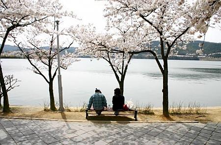 慶州の桜の様子。