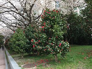 写真で見る釜山の桜～2018年編～ 釜山の桜