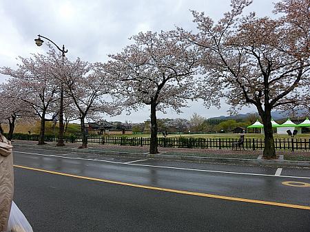 ゲストハウス近くの桜並木