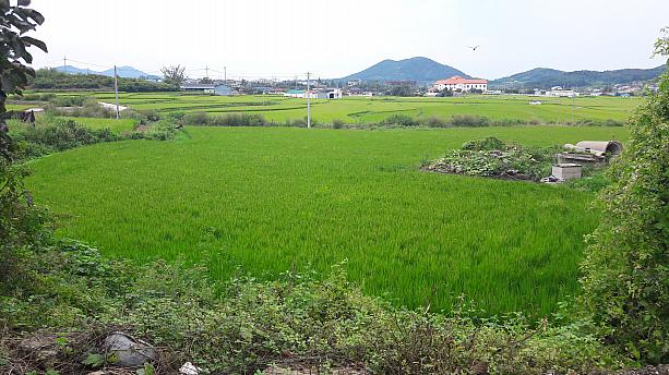 韓国の田舎の風景。なんだかほっこりしますね。