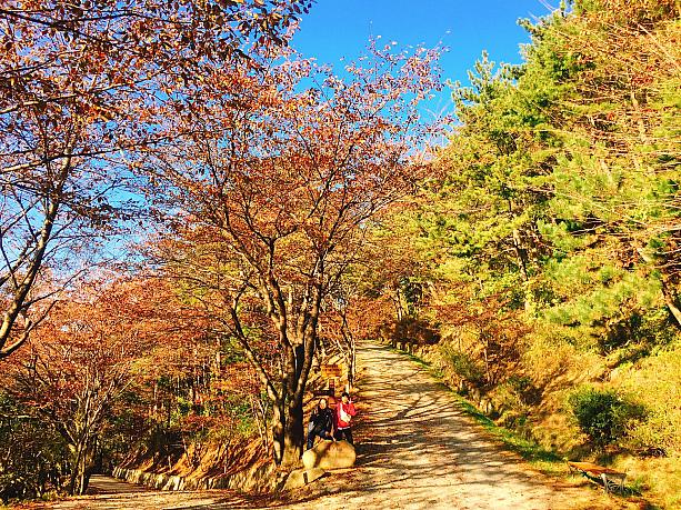 釜山で秋を見つけよう！