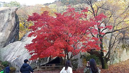 本当に深紅で美しい紅葉の木