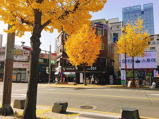 韓半島の南・釜山はまだ秋が楽しめます！