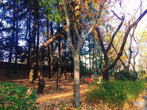 紅葉よりも落ち葉が多くなってきた釜山！冬はもう目の前！