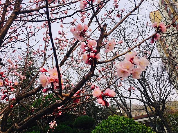 街を歩くと、春の花が咲き始めてきている釜山