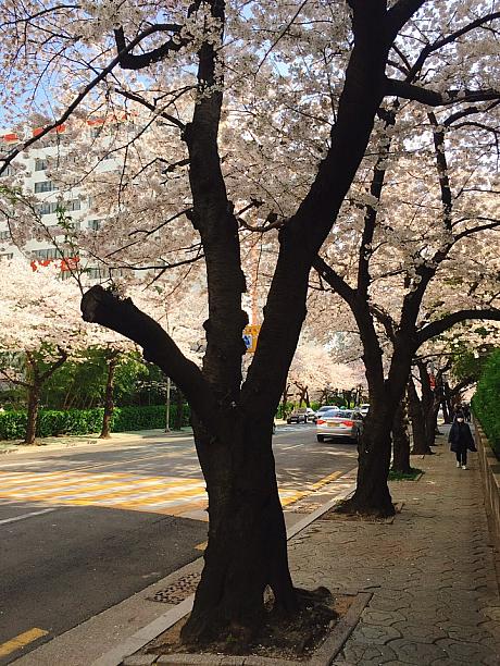桜を見に釜山に来てくださいね～！