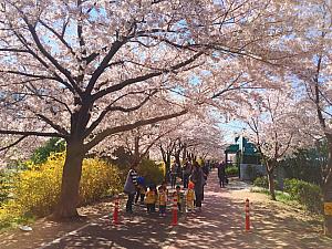 釜山の満開の桜を満喫しよう！