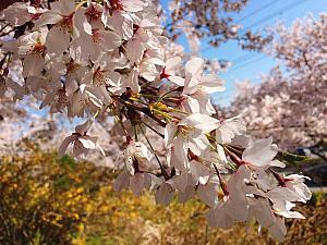 釜山の満開の桜を満喫しよう！